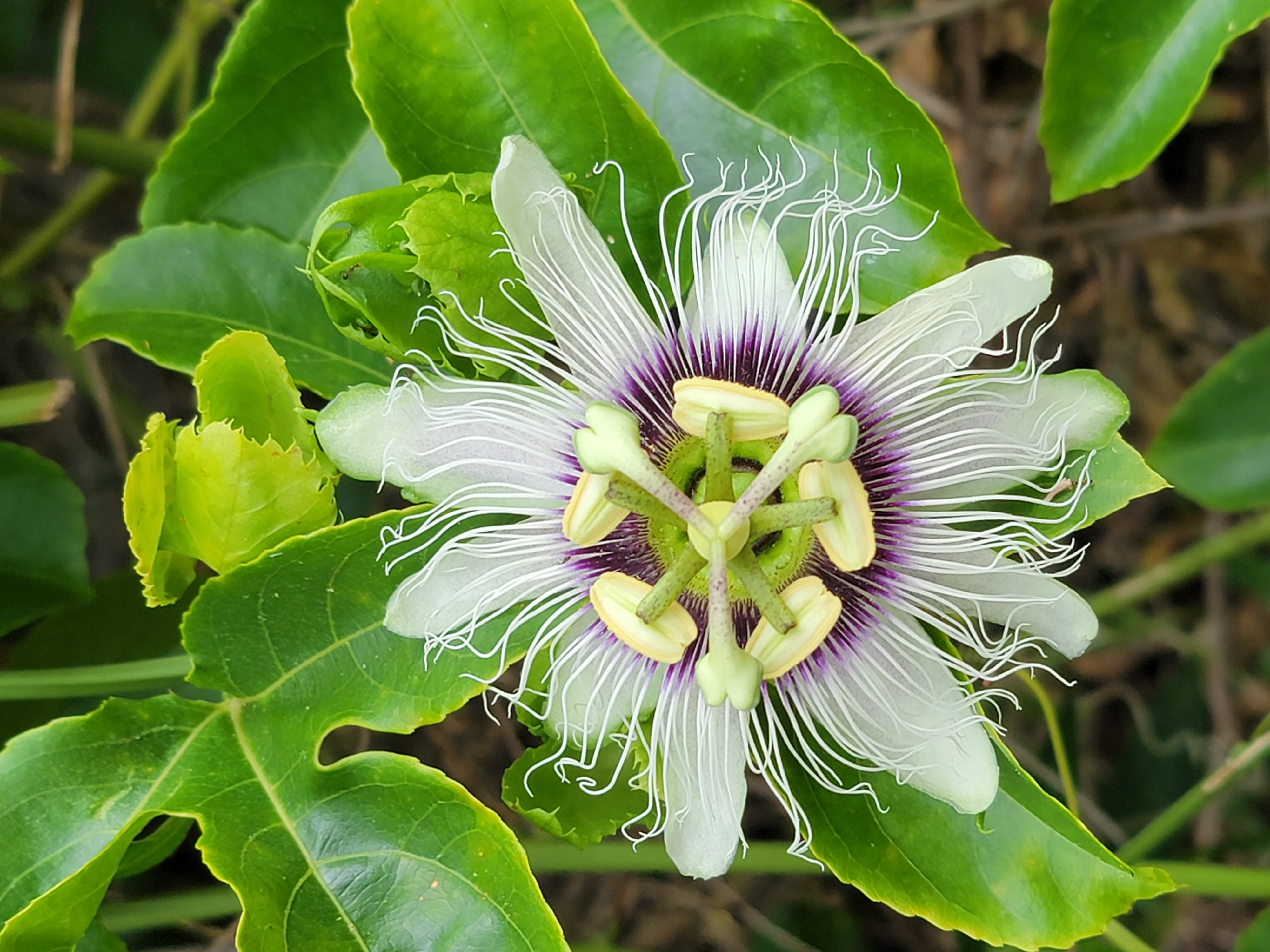 The flower of the Lilikoi vine