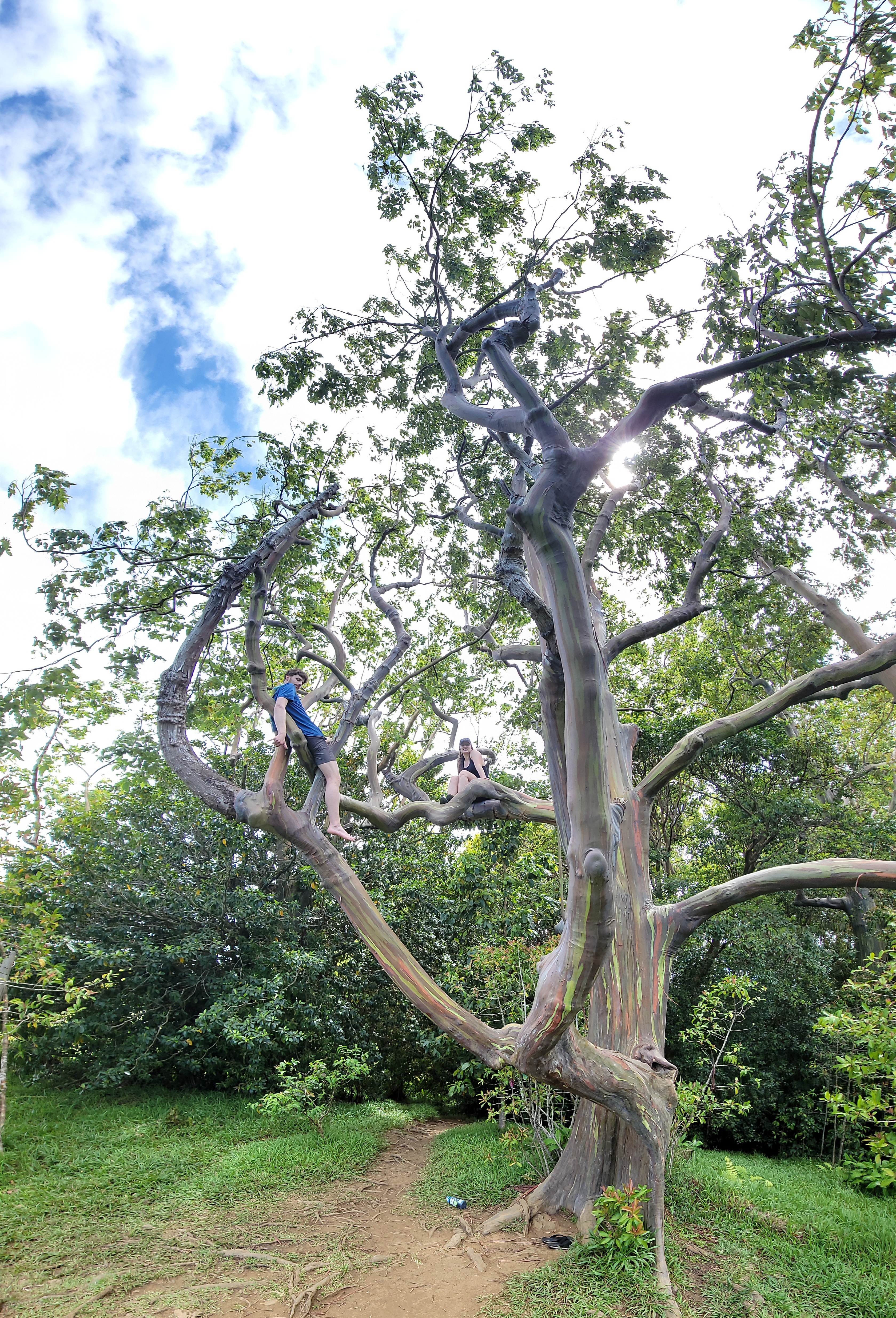 Me an Mattie in a Rainbow Eucalyptus tree